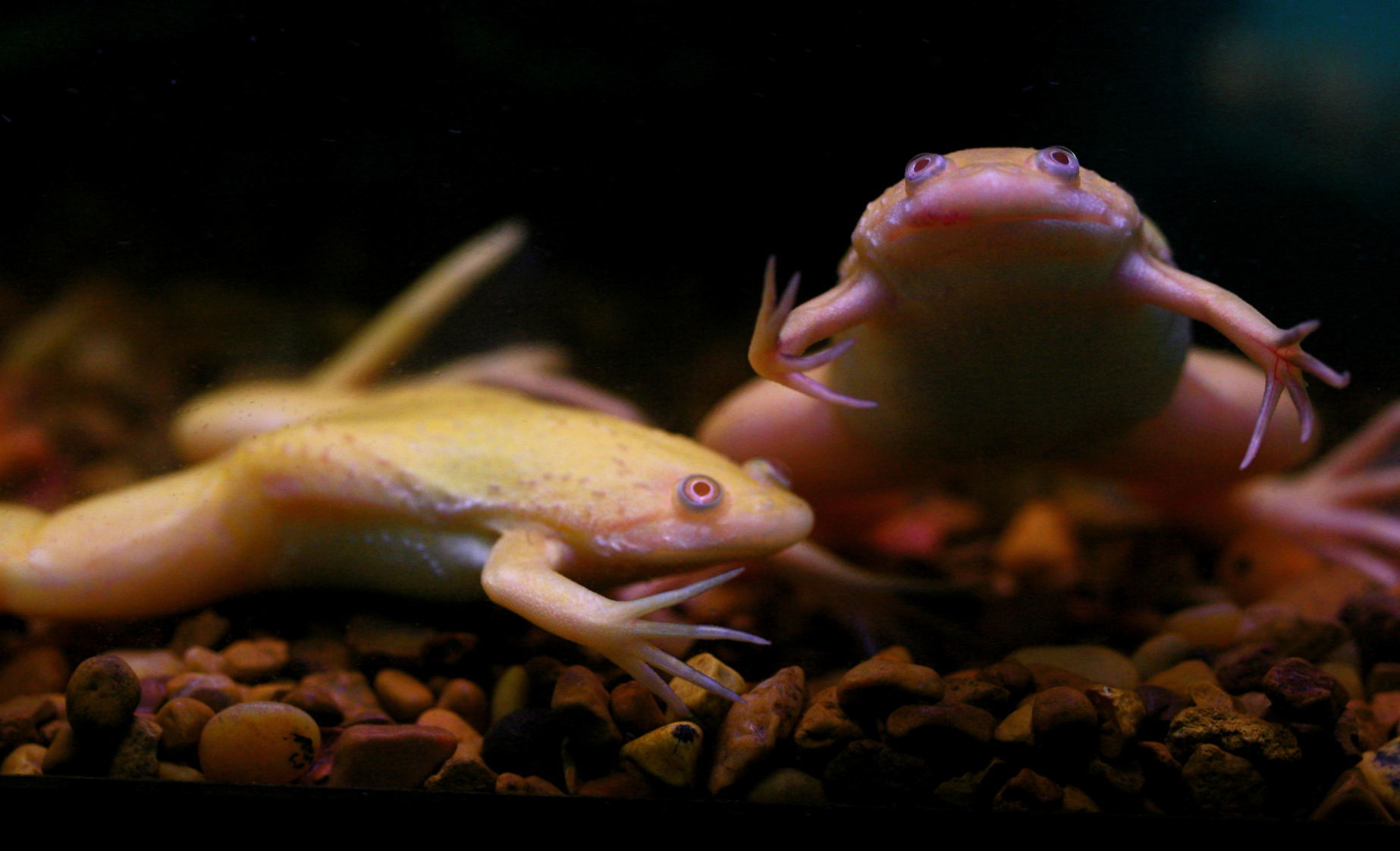African Clawed Frogs